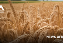 Several African economies are set to record the steepest food price increases in 2026.